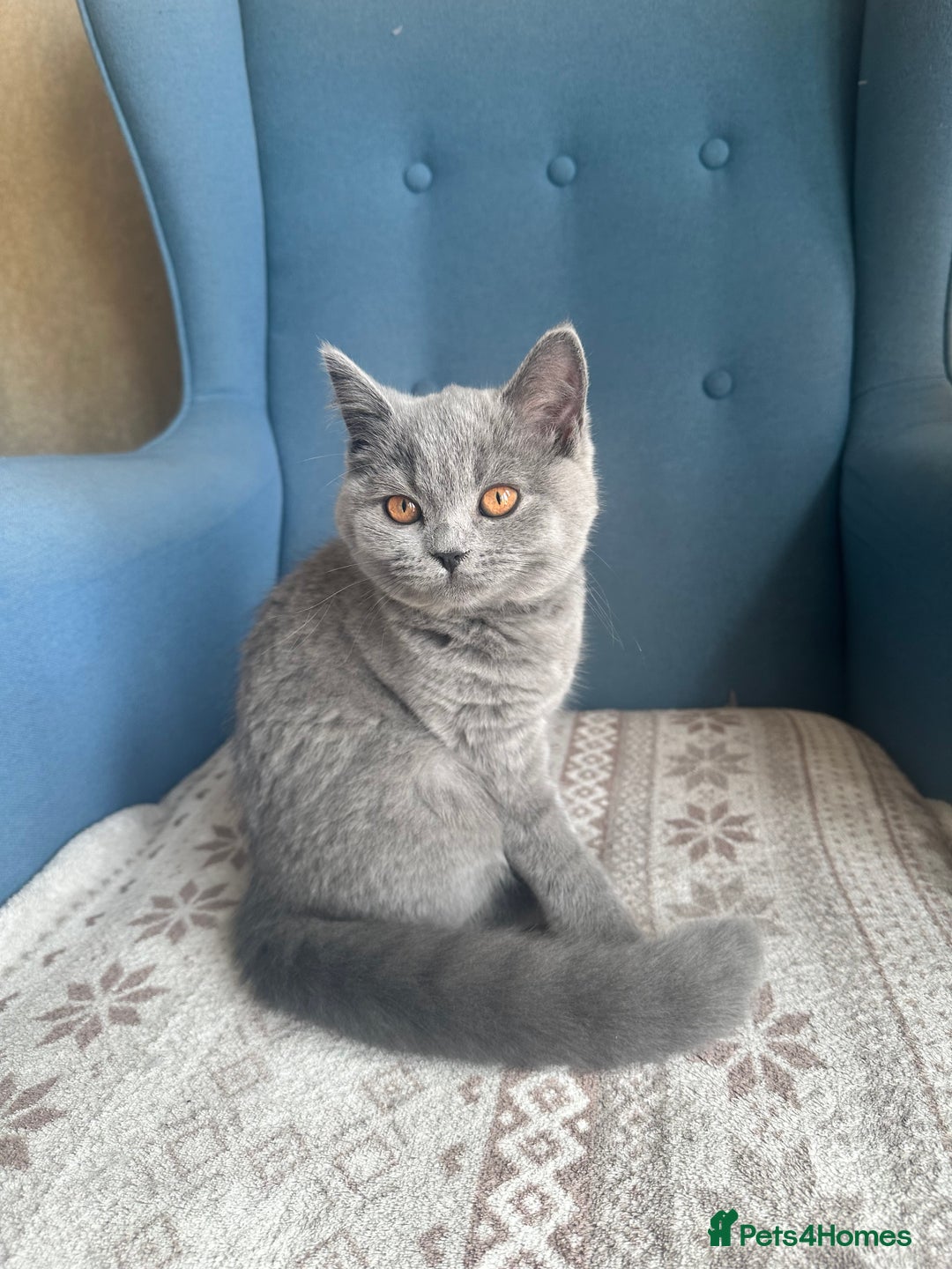 British Shorthair cats for sale: 💙 3 Gorgeous British Blue Kittens Available 💙 - Image 4
