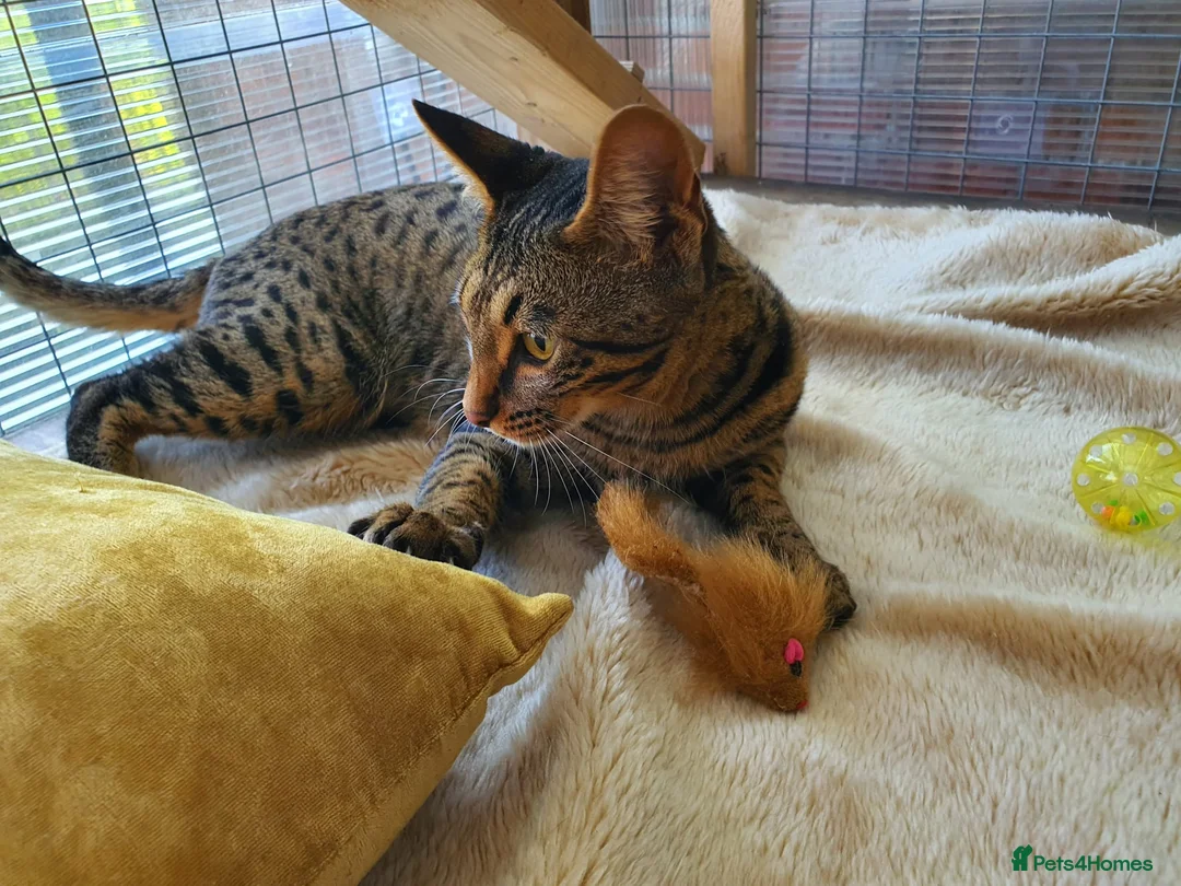 Savannah cats for sale: F4 Savannah Girl TICA - Advert 8