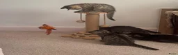 Mixed Breed cats for sale: Stunning bundle of Tiffanie cross kittens in Norwich - Advert 11
