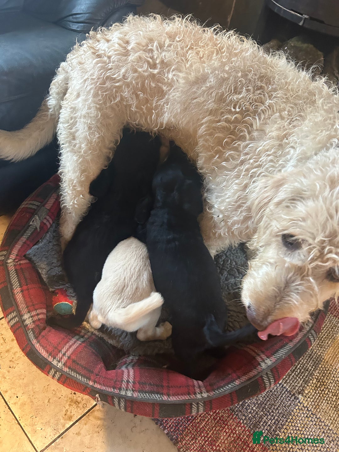 Mixed Breed dogs for sale: Cavapoo Puppies - Advert 5