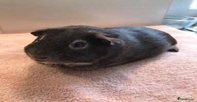 Guinea Pig rodents - Advert 6