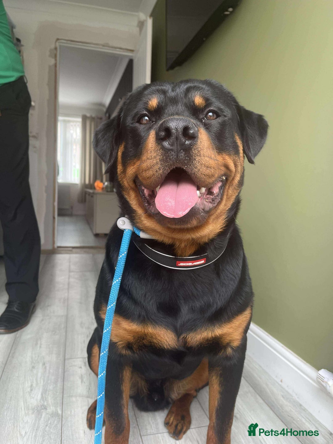 Rottweiler dogs for sale: Beautiful Male Rottweiler  - Image 5
