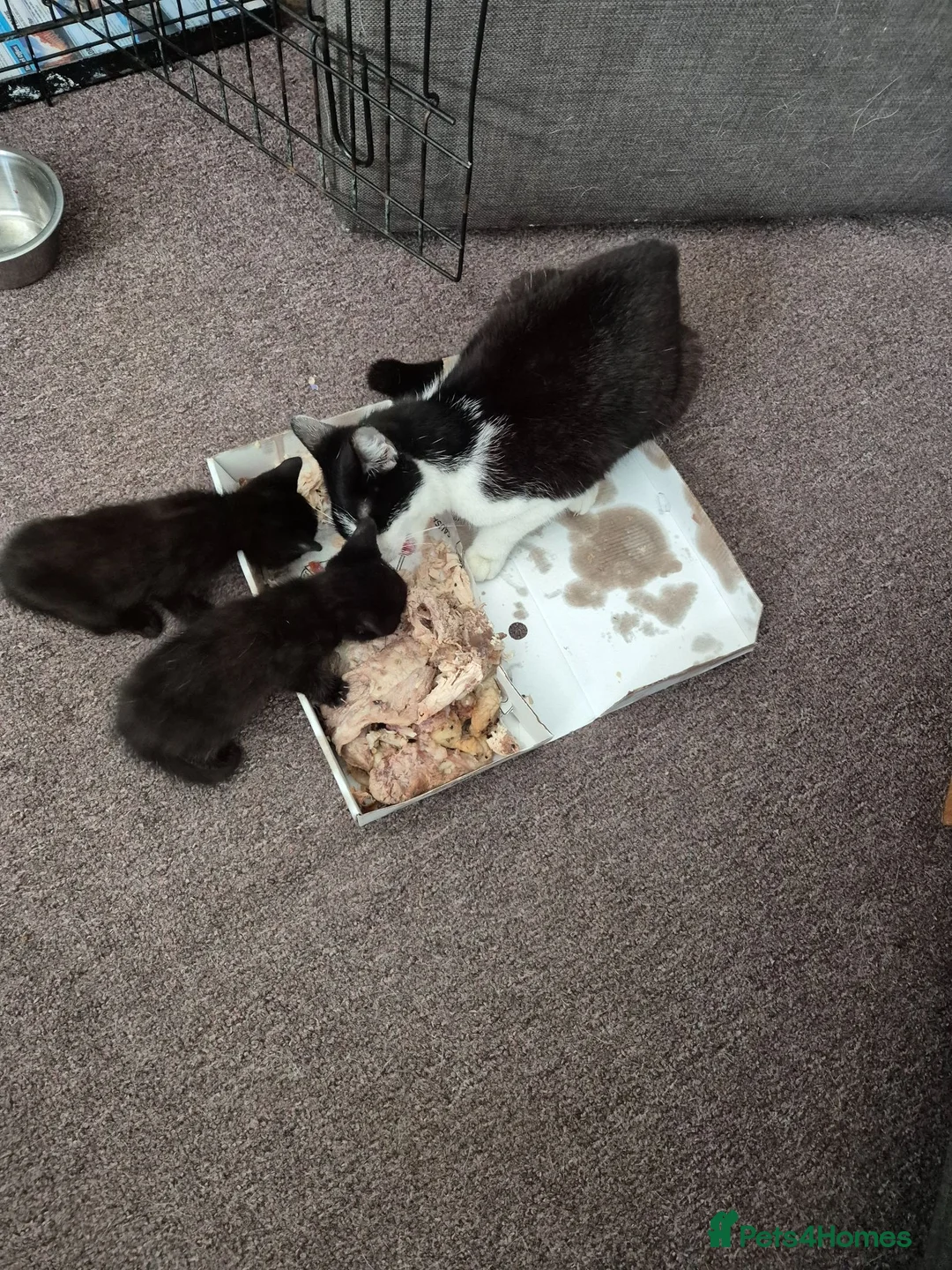 Mixed Breed cats for sale: Lorraine  in Tipton - Advert 3