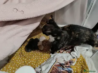 Ragdoll cats Only ginger male available - Advert 15