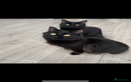 Bombay cats for sale: Long hair female Bombay black cat - Image 1