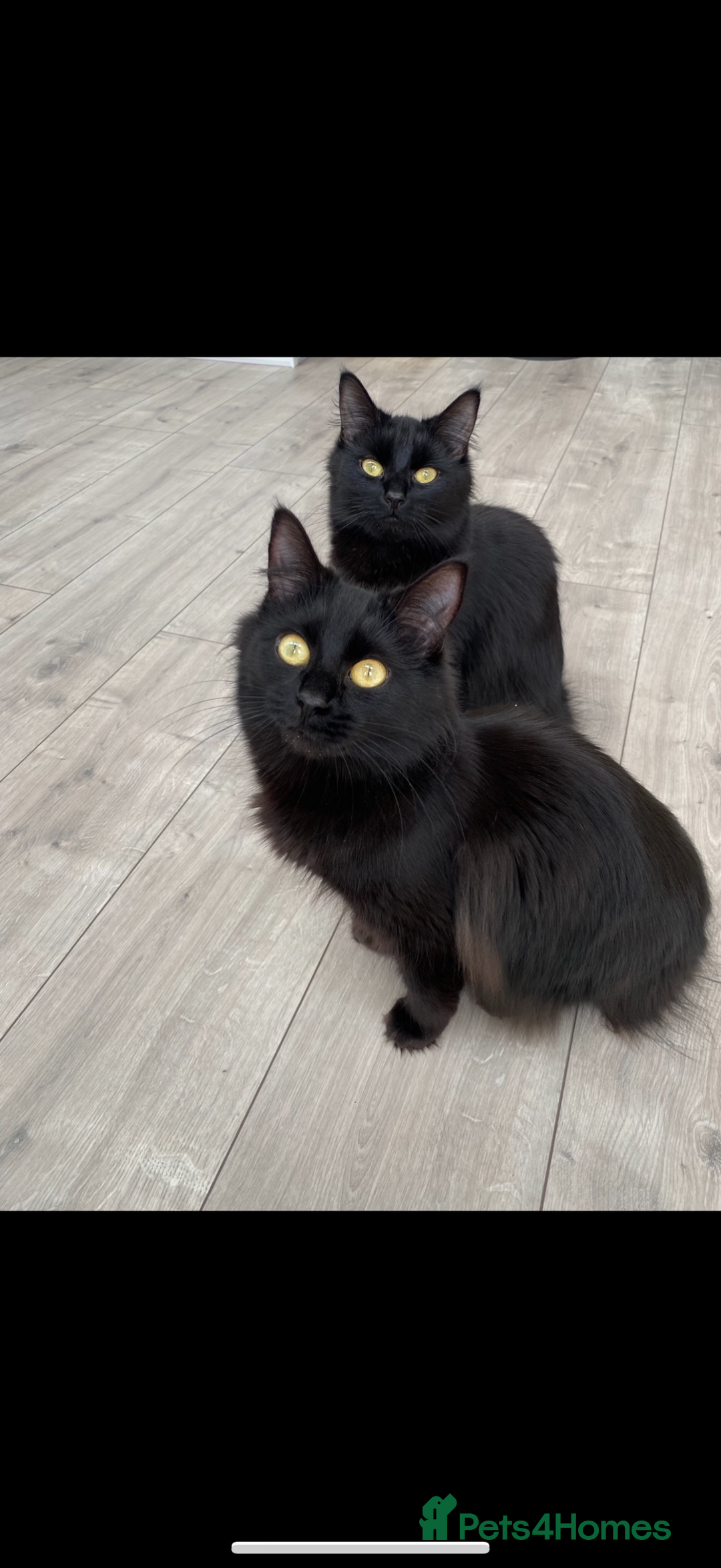 Bombay cats for sale: Long hair female Bombay black cat - Image 1