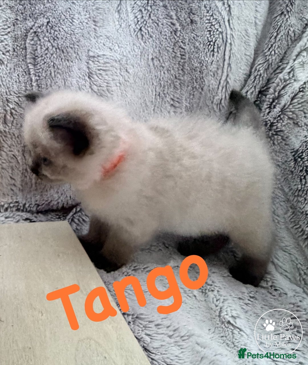 Ragdoll cats for sale: GCCF Exceptional Pedigree Ragdolls 🌸 - Advert 26