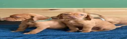 Hungarian Vizsla dogs for sale: 🇭🇺 Hungarian Vizsla puppies 🇭🇺 - Advert 5
