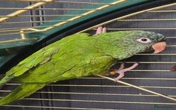 Parakeets birds for sale: Mixed birds, Alexandrines, Conures, Derbyan, etc!! - Image 1