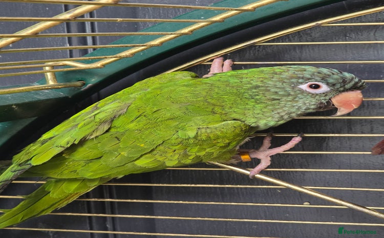 Parakeets birds - Advert 1