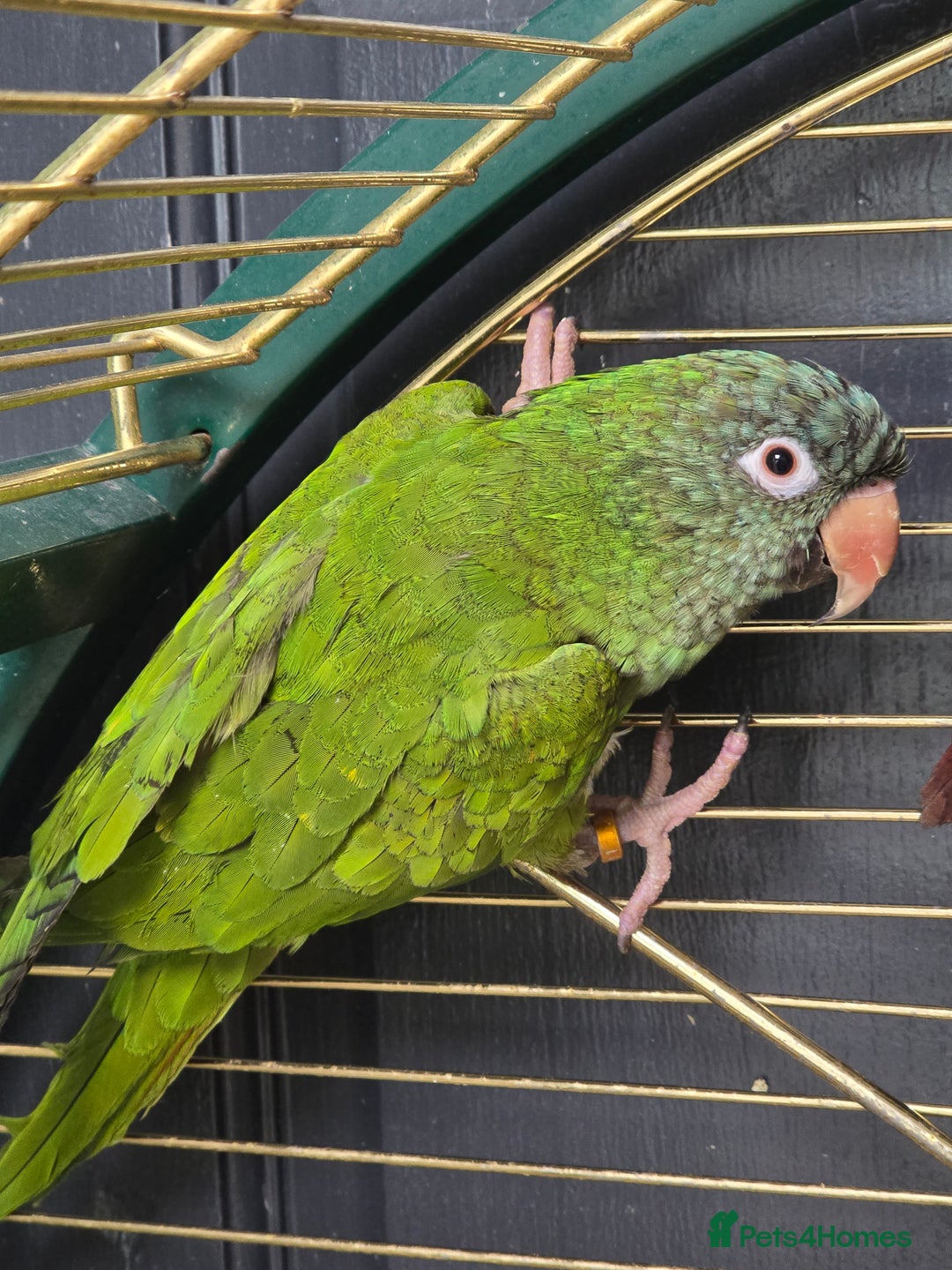 Parakeets birds for sale: Mixed birds, Alexandrines, Conures, Derbyan, etc!! - Image 1