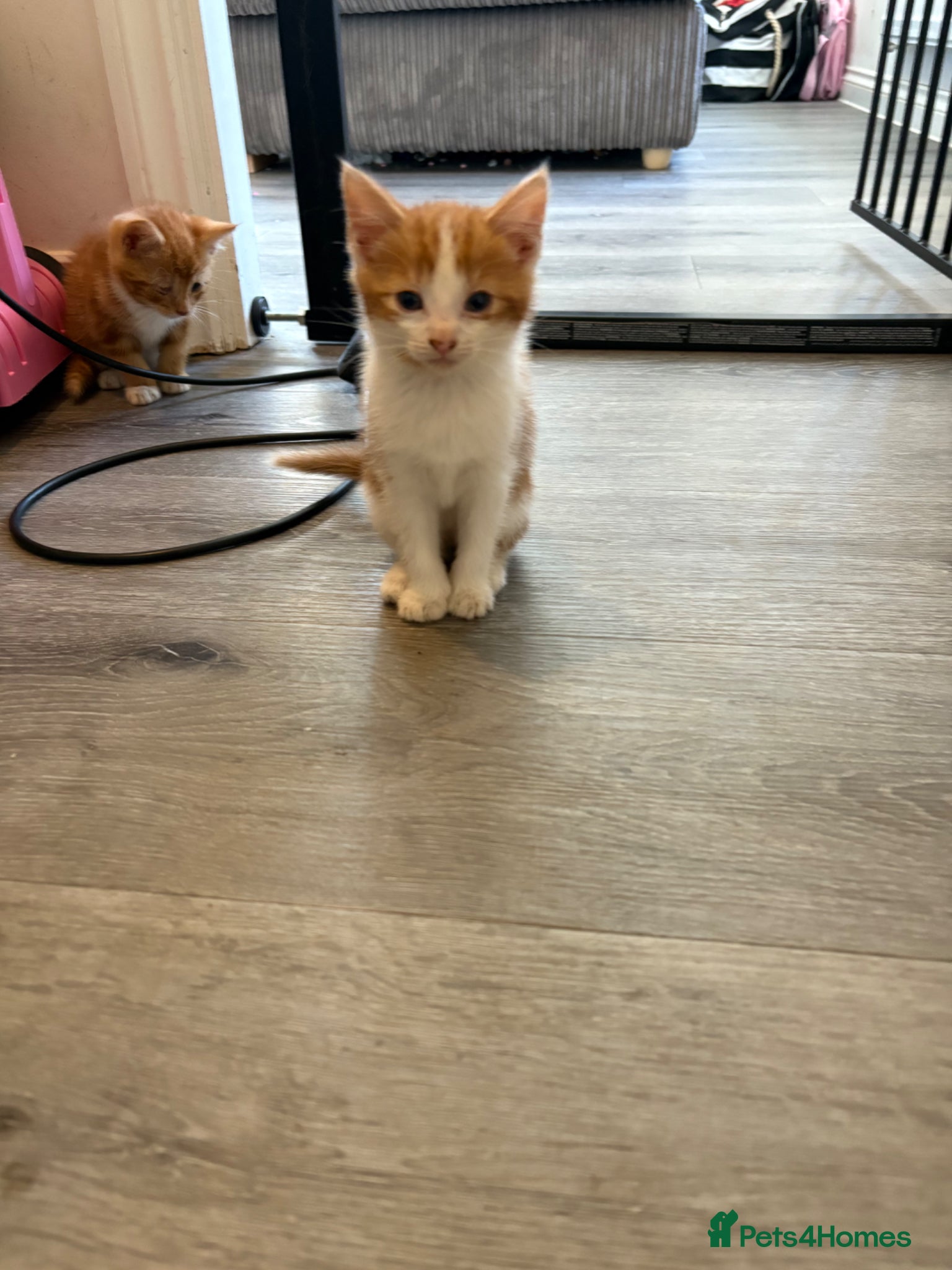 British Shorthair cats Gorgeous ginger babies - Advert 14