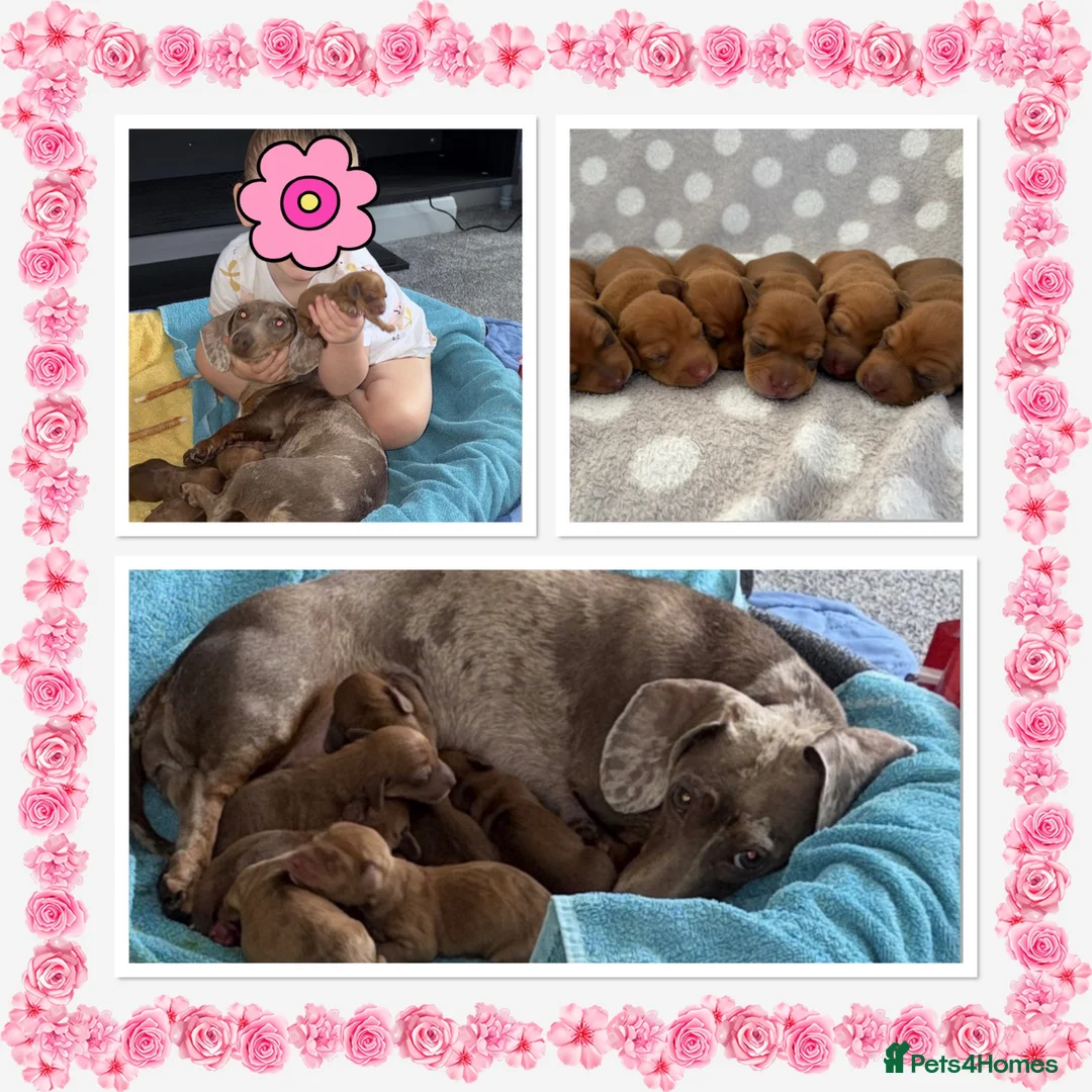 Miniature Dachshund dogs for sale: Miniature Dachshund Puppies - Advert 2