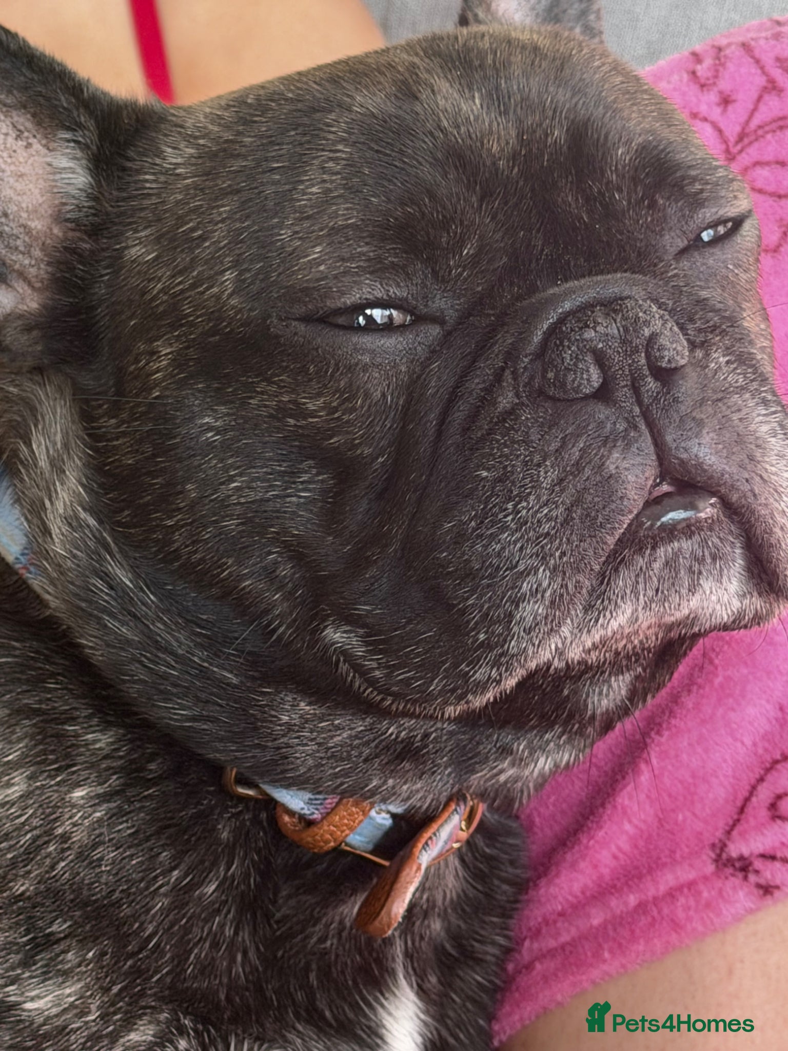 French Bulldog dogs Free to good home only  - Advert 2