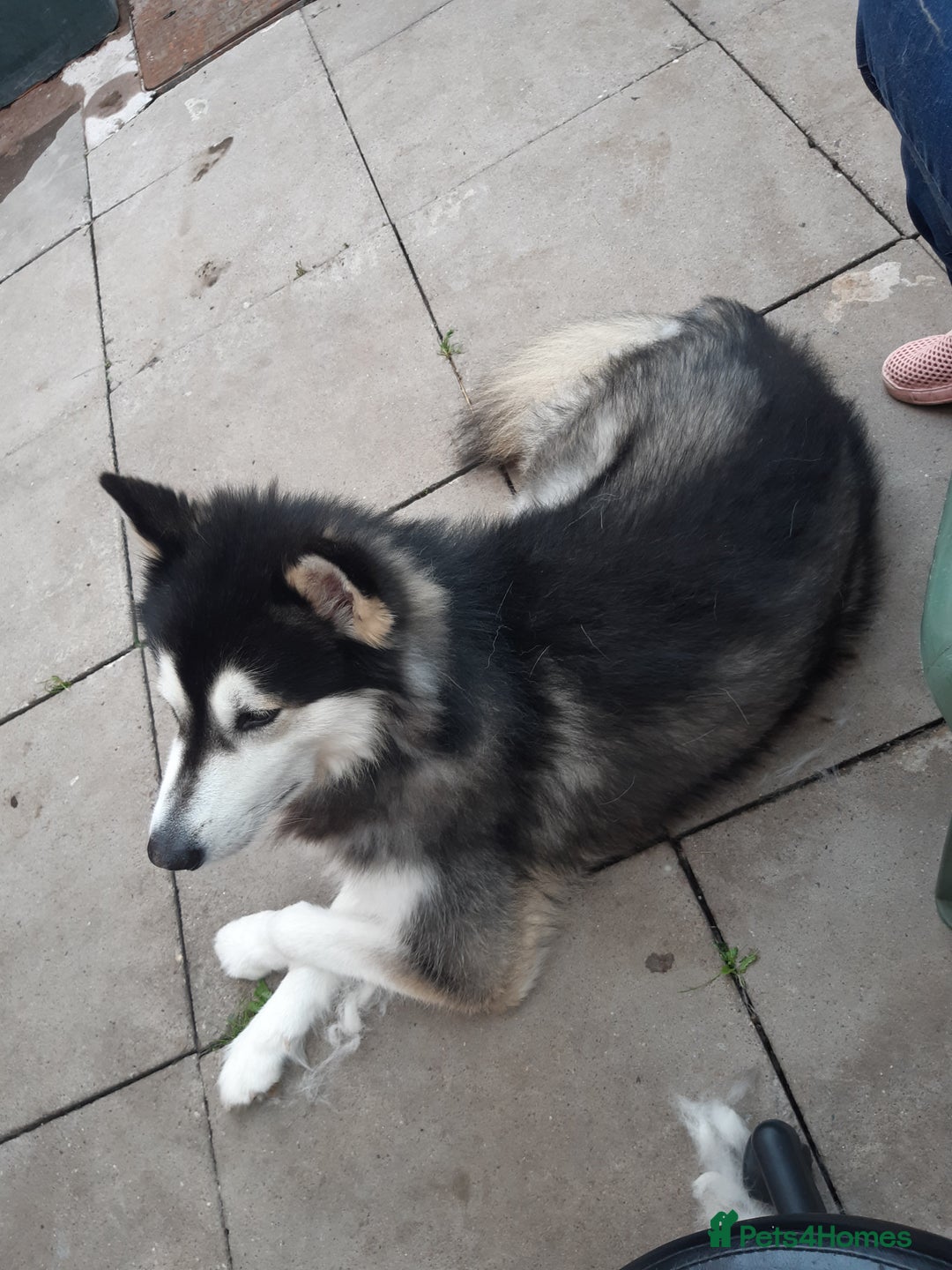 Alaskan Malamute dogs for stud: For stud alaskan malamute  - Image 8