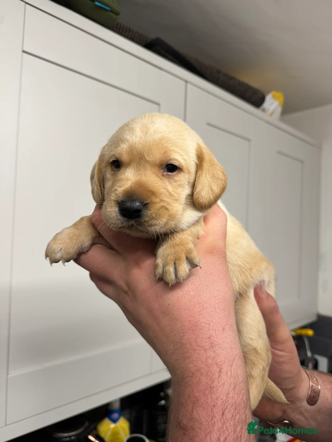 Labrador Retriever dogs for sale: Beautiful Ellie Fox Red Lab - Ready Now!  - Advert 6
