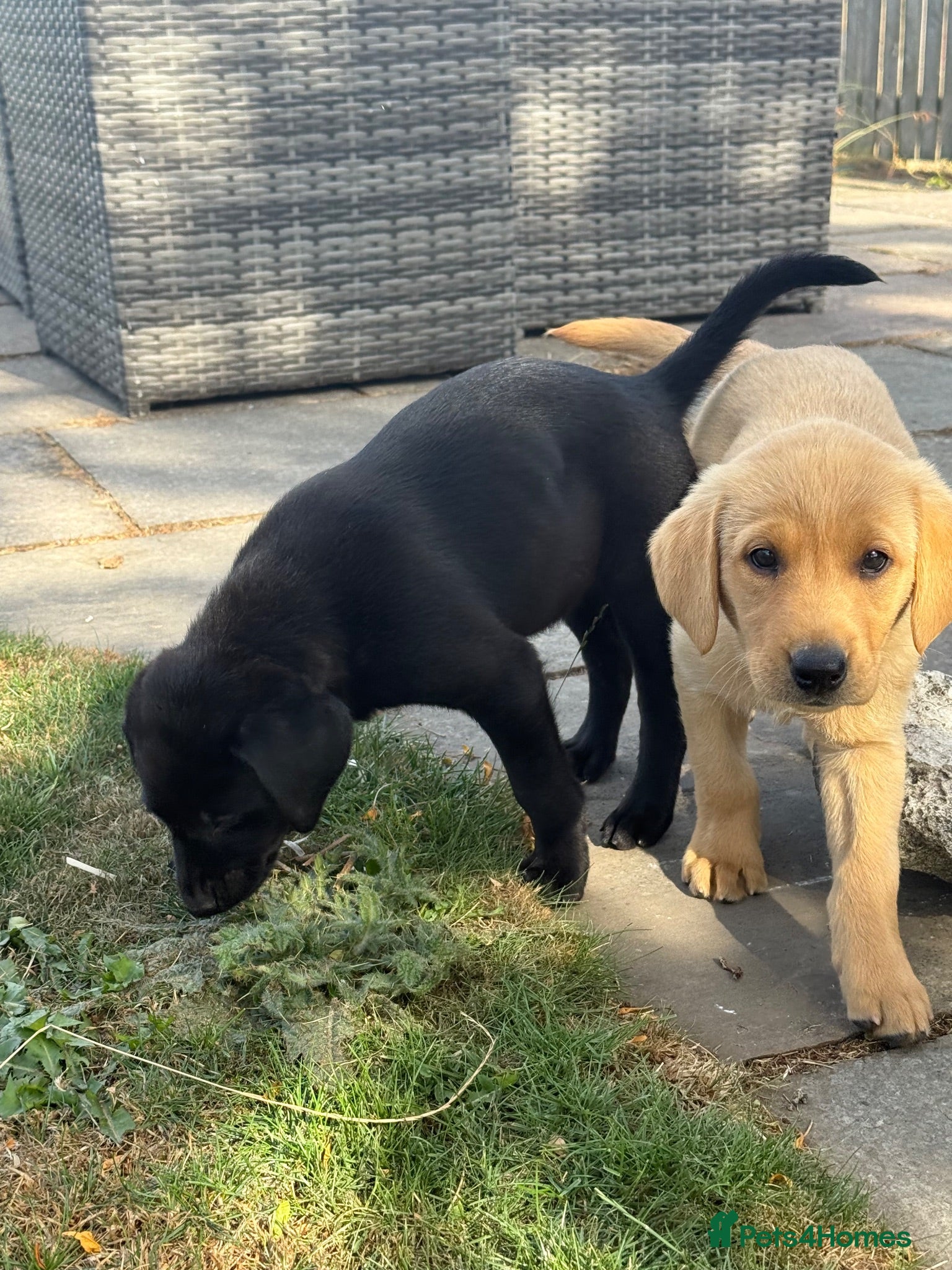 Labrador Retriever dogs Fantastic KC 🧡one Boy 💗 one girl Lab Puppies - Advert 1