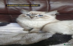 Ragdoll cats for sale: Beautiful GCCF Registered Ragdoll Kittens. - Image 7