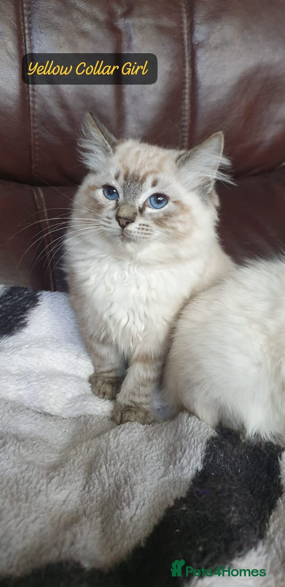 Ragdoll cats for sale: Beautiful GCCF Registered Ragdoll Kittens. - Image 7