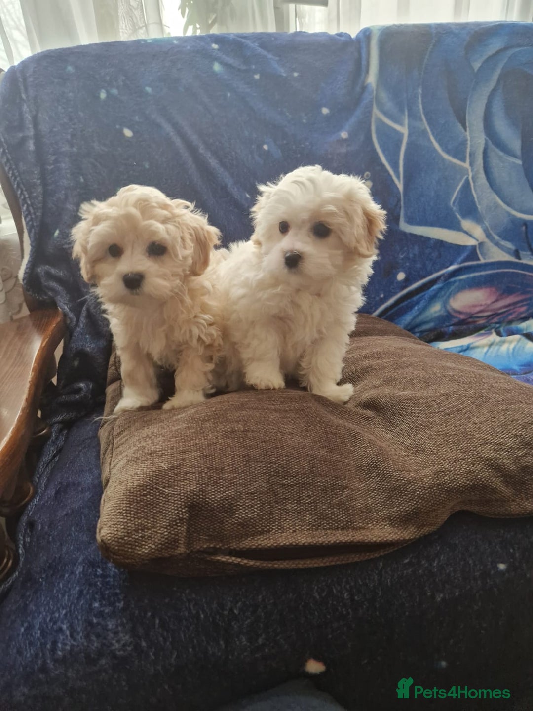 Havanese dogs for sale: Beautiful Bichon Puppies Available!  - Advert 6