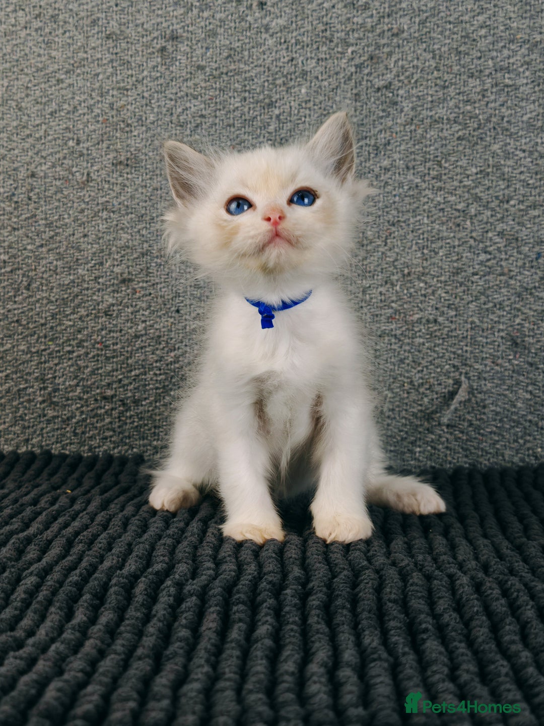 Ragdoll cats for sale: ❤️BEST KITTENS RAGDOLL❤️ CHAMPION REGIONAL WINNER  - Advert 15