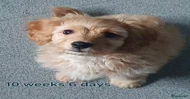 Cavapoochon dogs - Advert 2