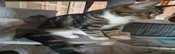 Mixed Breed cats for sale: Cross Maine Coon for sale - Advert 4