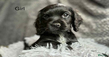 Cocker Spaniel dogs - Advert 9
