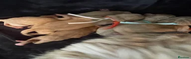 Cockapoo Puppy 2