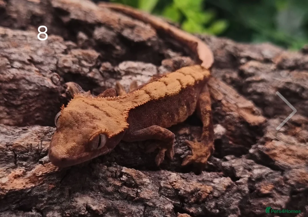 Gecko reptiles for sale: Juvenile Crested Geckos with full Lineage - Advert 27