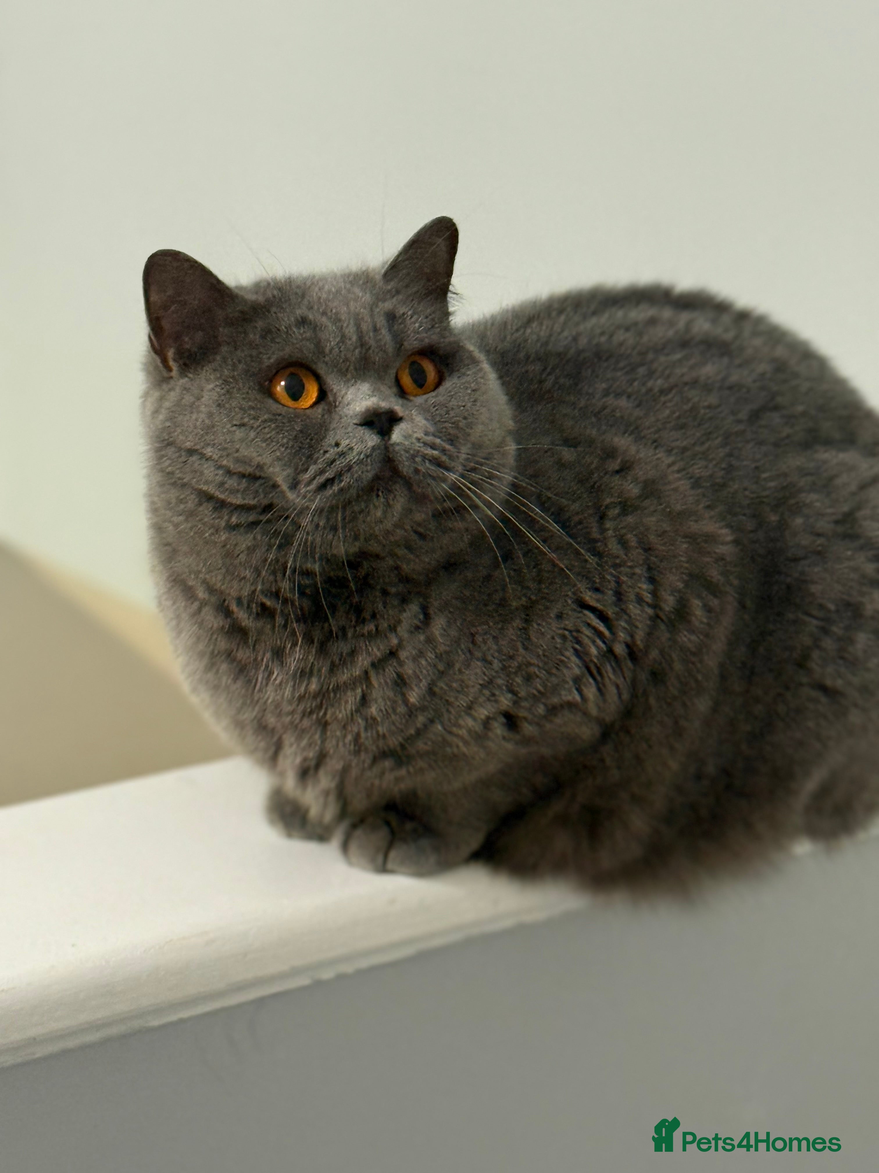 British Shorthair cats Beautiful female for rehome  - Advert 4