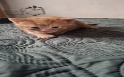 Mixed Breed cats for sale: Kittens for sale - Image 1