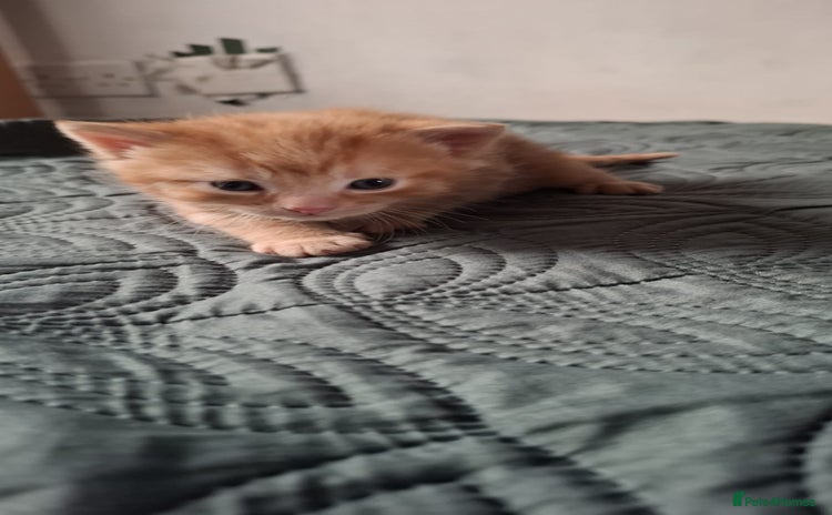 Mixed Breed cats - Advert 6