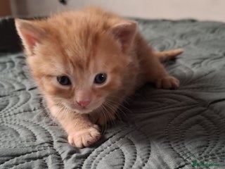 Mixed Breed cats - Advert 2