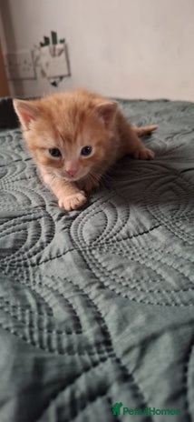 Mixed Breed cats - Advert 3