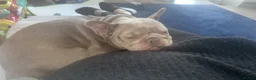 French Bulldog dogs for sale: My beautiful delihuha French bulldog  - Advert 6