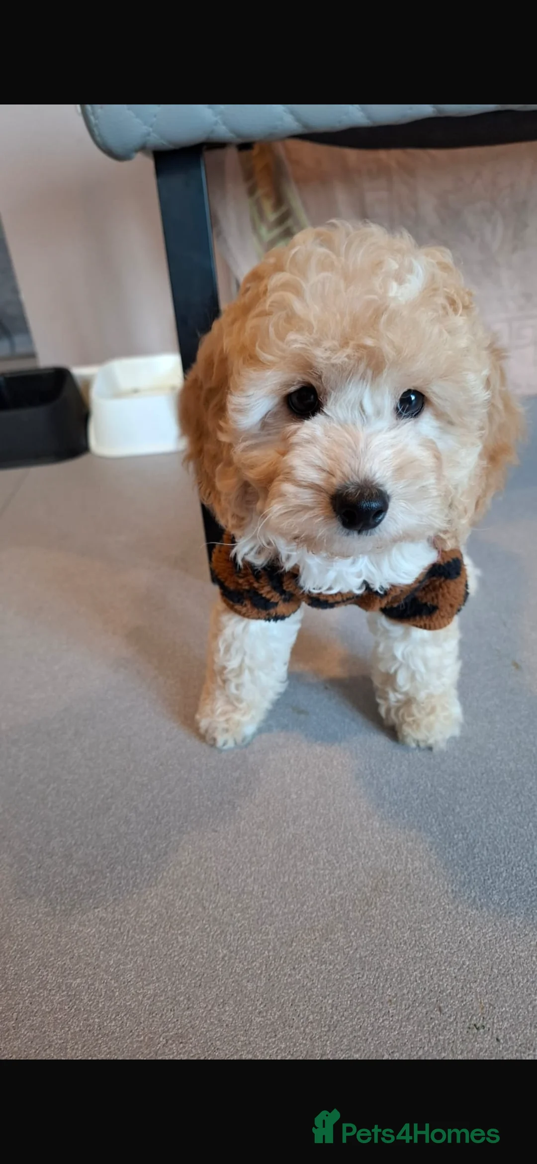 Cockapoo dogs for sale: Cockapoo Girl Puppy  - Advert 7