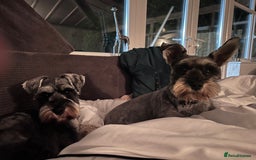 Miniature Schnauzer dogs for sale: 5th generation pedigree miniature schnauzer   - Image 6