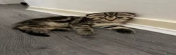 Scottish Fold cats for sale: Scottish Fold x British Short Hair Kittens - Advert 6
