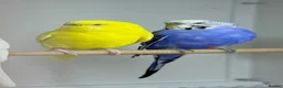 Budgerigars birds for sale: Budgies - Advert 5
