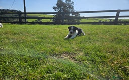 Jack Russell dogs for sale: Traditional Jack Russell Puppies - Image 4