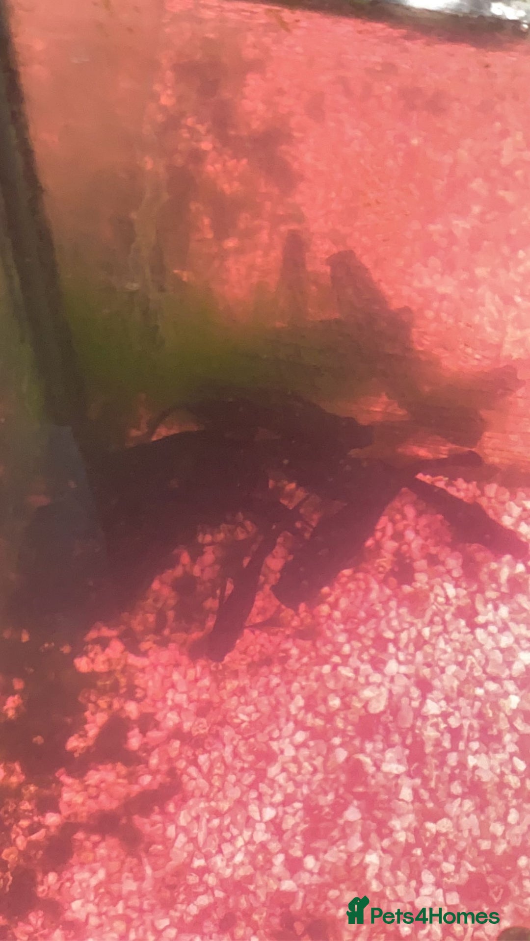 Mollies fish for sale: Black mollies. £1 - 50p  - Image 1