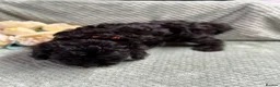 Cavapoo dogs for sale: Beautiful Cavapoo puppies - Advert 25