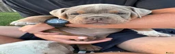 Olde English Bulldogge dogs for sale:  Olde English Bulldog Puppies L - Advert 15