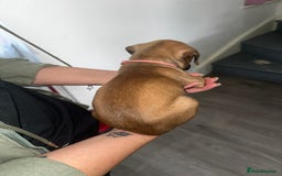 Mixed Breed dogs for sale: Cane corso X staff - Image 15
