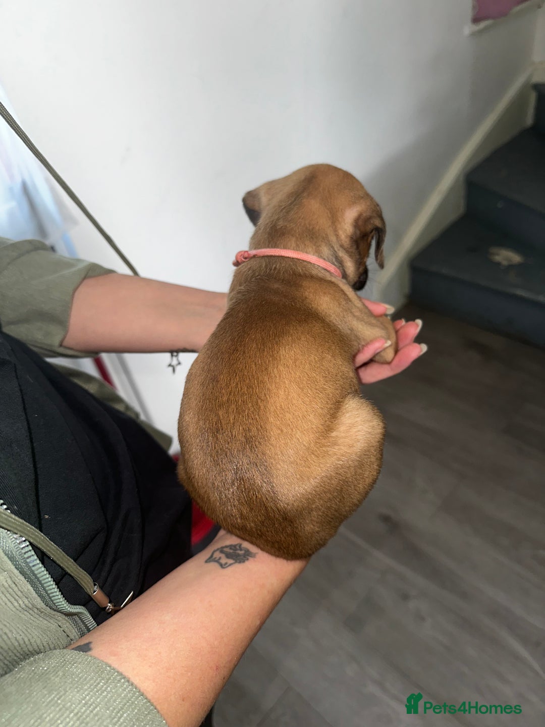 Mixed Breed dogs for sale: Cane corso X staff - Image 15