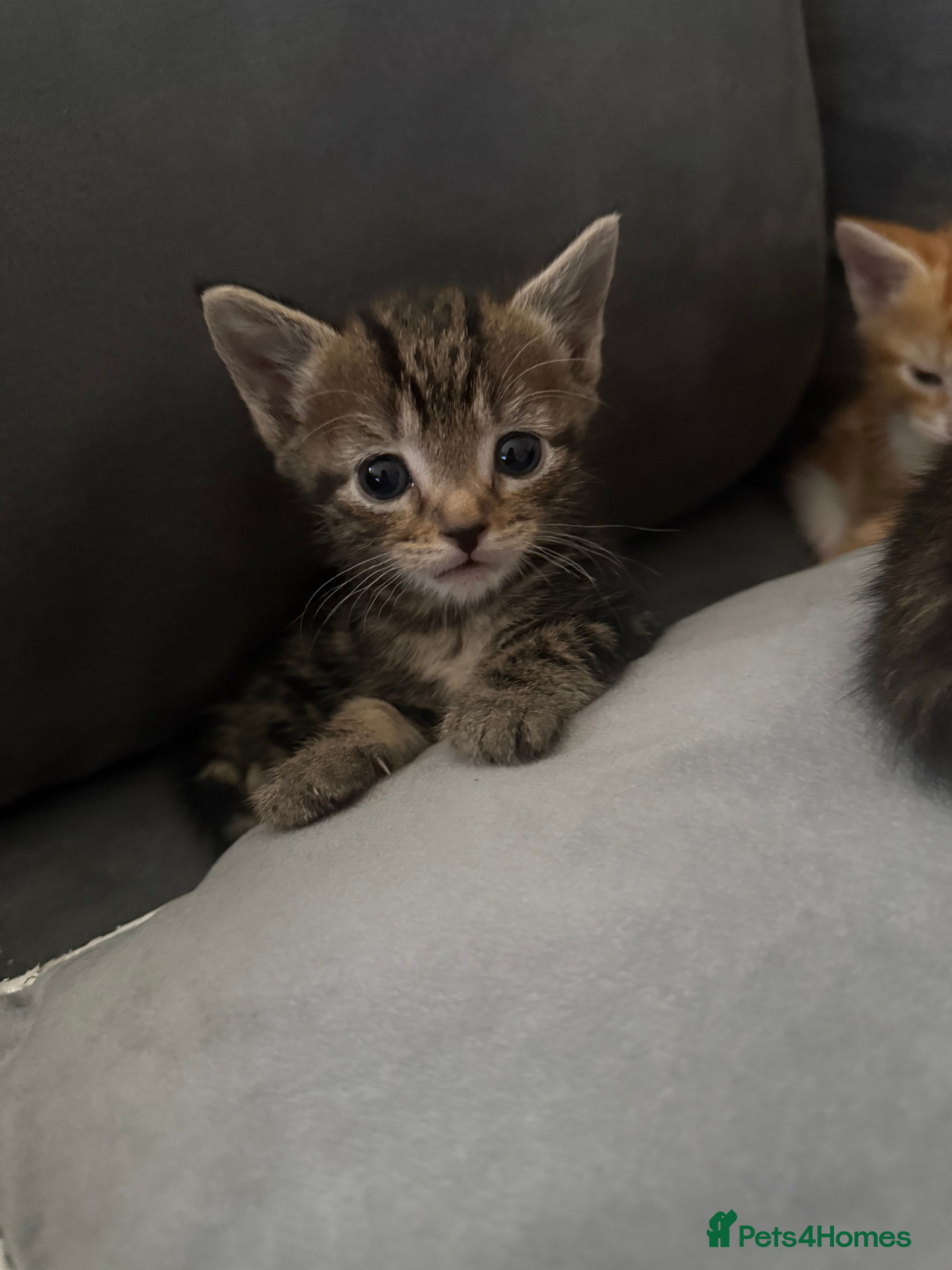 American Shorthair cats 4 beautiful kittens - Advert 3