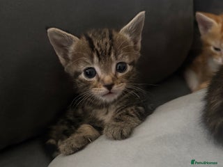 American Shorthair cats 4 beautiful kittens - Advert 14