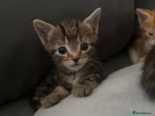 American Shorthair cats 4 beautiful kittens - Advert 6