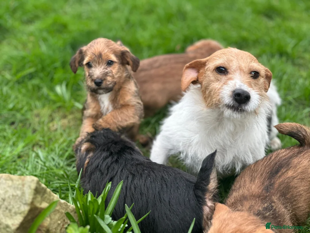 Mixed Breed dogs for sale: Stunning NORJACK pups ready now  - Advert 30